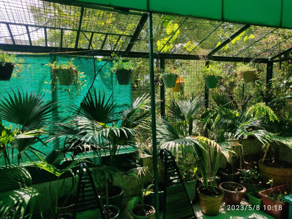 una serra con un mucchio di piante dentro di Max Guest House ad Agra