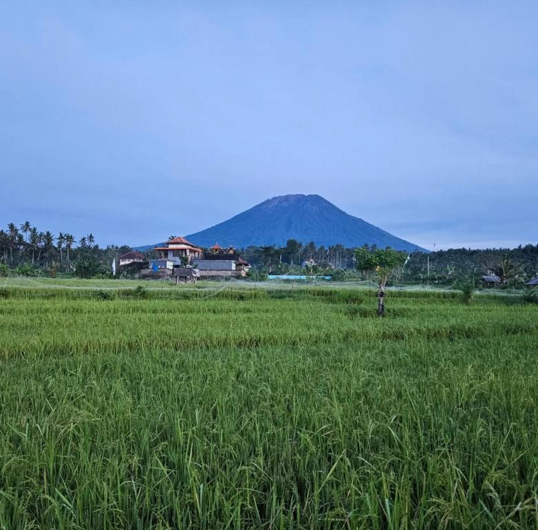 a field of green grass with a mountain in the background at Cabé Bali in Jasri