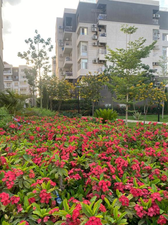 a field of red flowers in front of a building at Relax Inn in New cairo