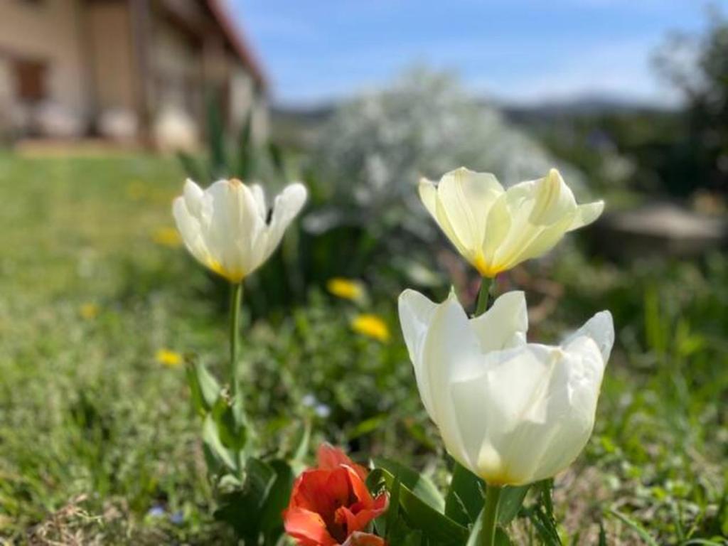 Zahrada ubytování Ven y disfruta en el corazón de Bizkaia-Urdaibai LBI00509