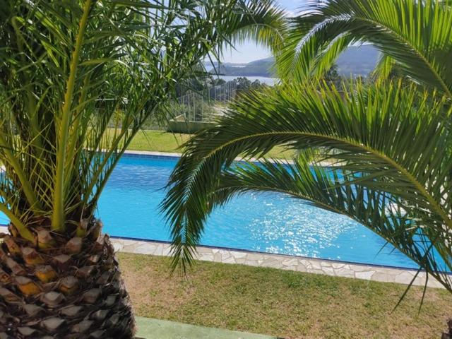 a palm tree sitting next to a swimming pool at Ático de Carmen in Cee