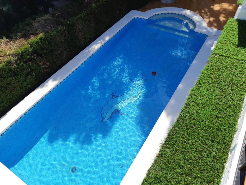 um golfinho a nadar numa piscina na água em Traum-Ferienwohnung direkt am Meer em Alcossebre