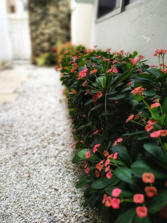 Um jardim no exterior de Vallclaire Suites
