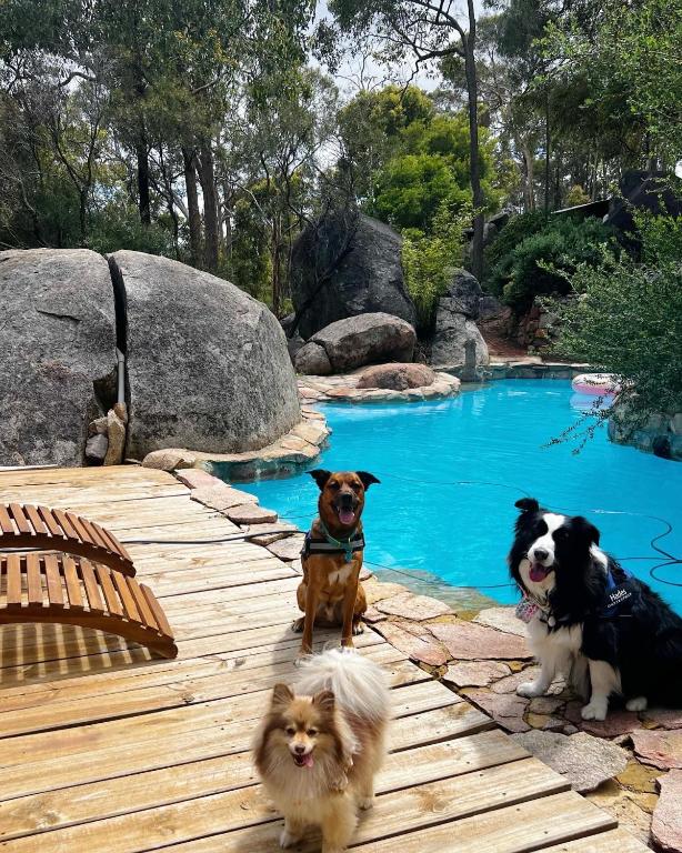 A Paradise for Dogs and A Magical Retreat for Hoomans - Superieure Villa