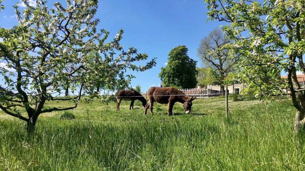 two horses grazing in a field of tall grass at Maison d hôtes Casa Sana in Pillac
