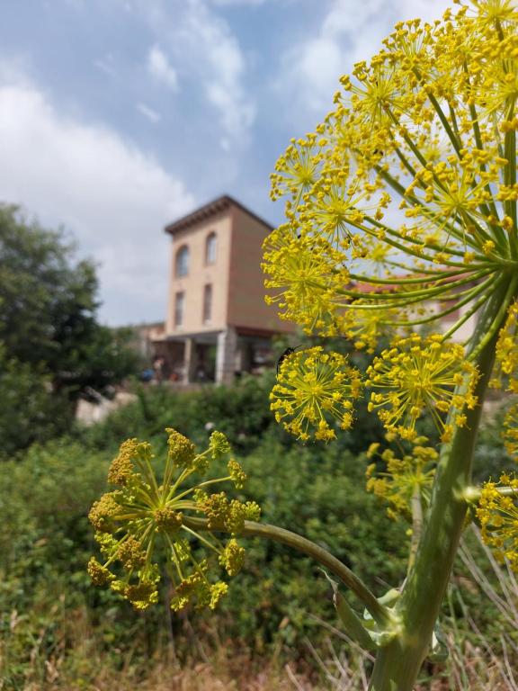 A garden outside Raices