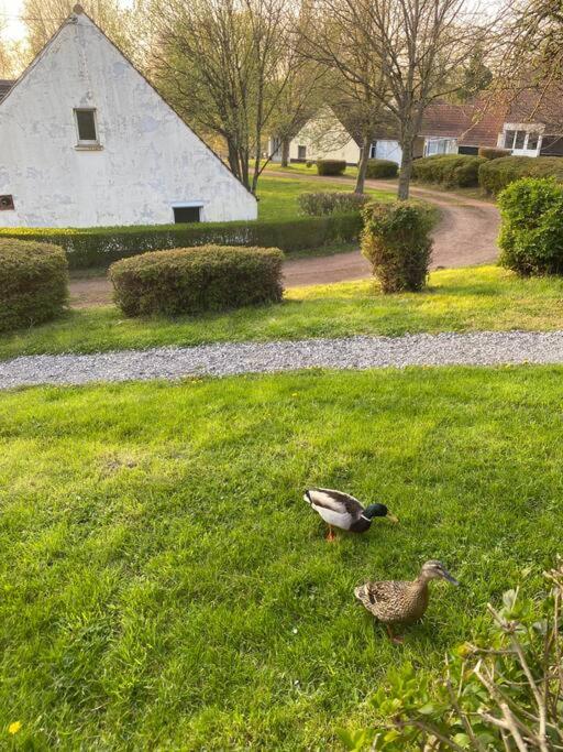 two ducks standing in the grass in a yard at Le Nid du Cygne in Houlle