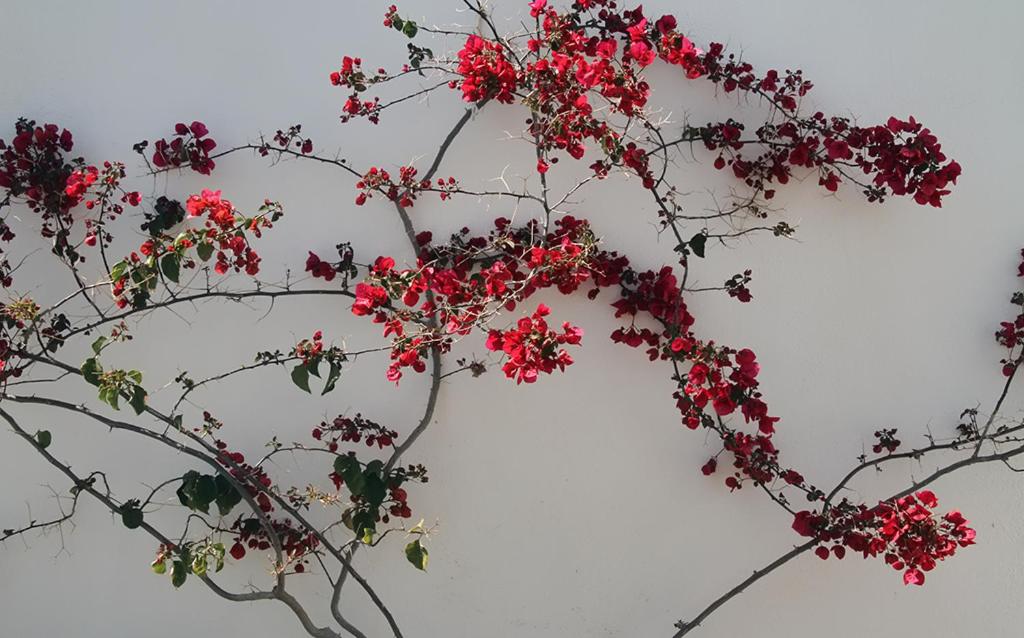 Fotografie z fotogalerie ubytování Helios Serifos v destinaci Livadion