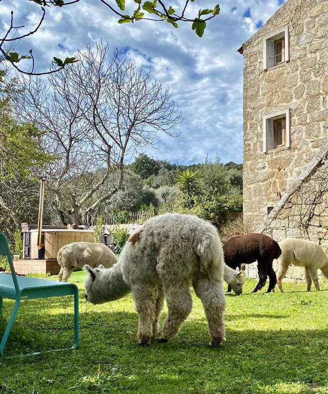 Hotel Les Bergeries de Figari (Franţa Figari)