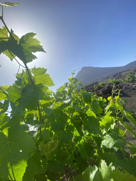 a vineyard with green leaves in the foreground at Casa Ze & sonia in Portela