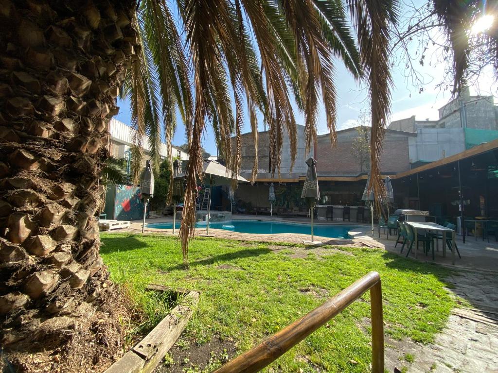 una palmera sentada junto a una piscina en La Casa Roja Hostel, en Santiago