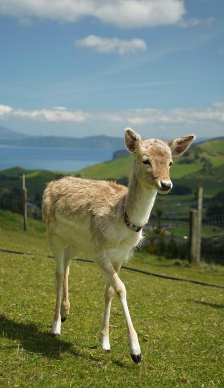 Hilltop Whakaipo Estate - Resim 25