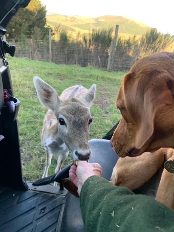 Hilltop Whakaipo Estate - Resim 26
