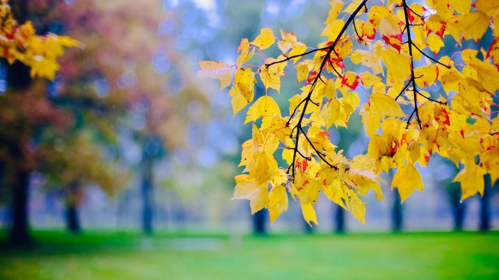 a bunch of yellow leaves on a tree in a park at The Teachers Cottage in Mount Wilson