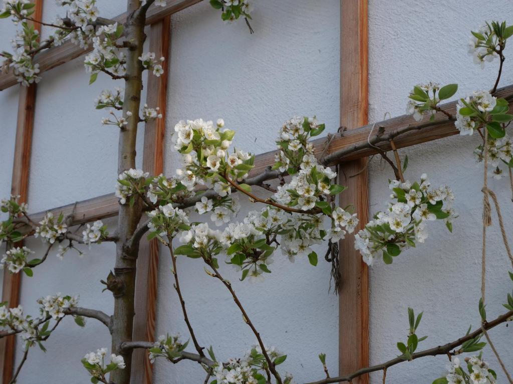 Foto sihtkohas Grundlsee asuva majutusasutuse Ecologie Grundlsee galeriist