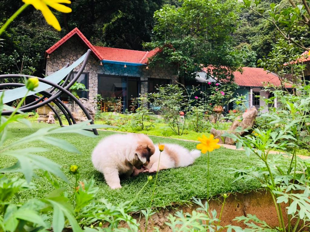 Trang an green river homestay - 19