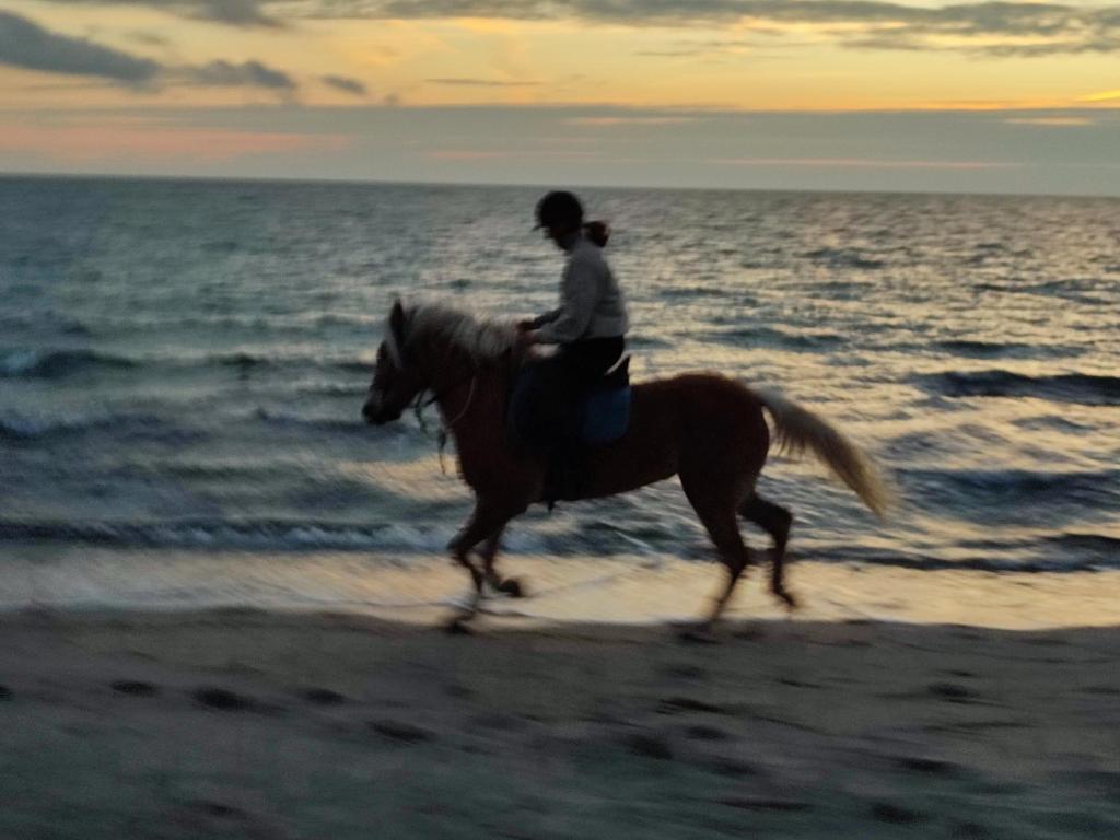 une personne faisant de l'équitation sur la plage dans l'établissement L'oasi del relax Arborea, à Arborea