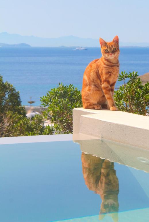 Domácí mazlíčci ubytovaní s hosty v ubytování Villa with View of Agios Ioannis and Pool with Jacuzzi