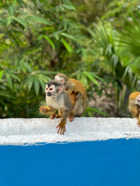 two monkeys sitting on the edge of a swimming pool at Hospedaje Colibri in Manuel Antonio