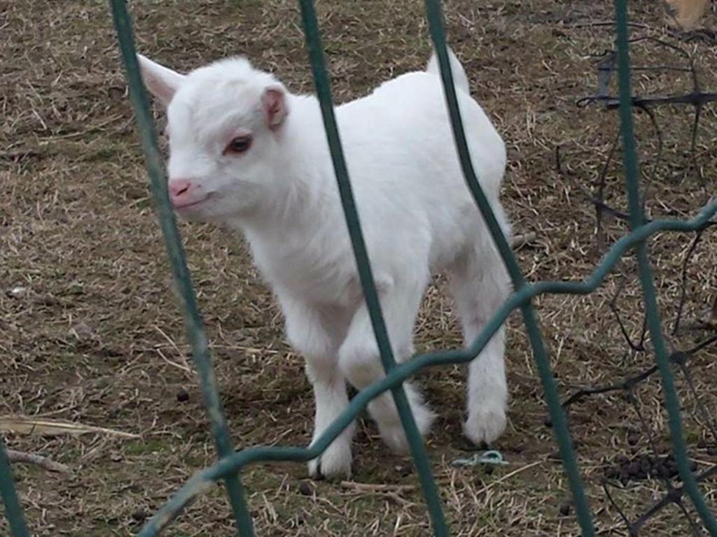 Zvířata v venkovského domu nebo okolí