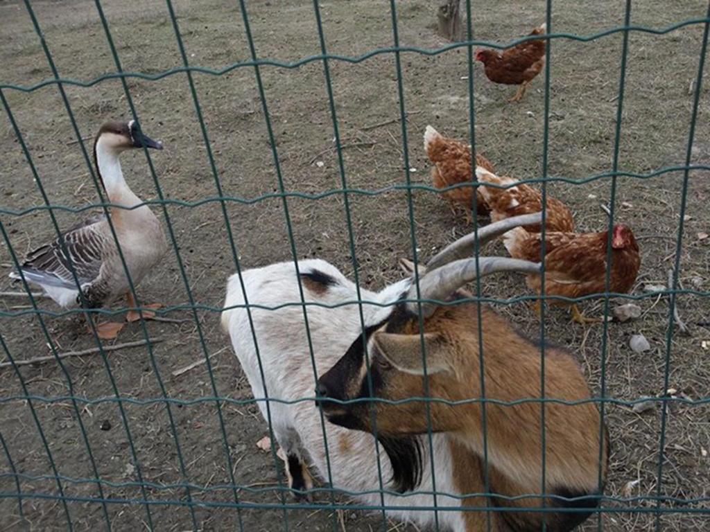 Zvířata v venkovského domu nebo okolí