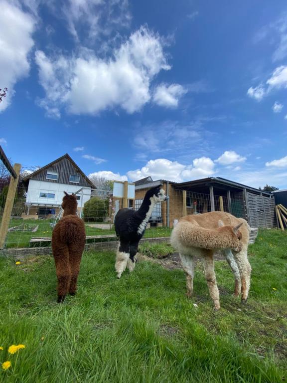 un gruppo di tre animali presenti nell’erba di Elbinsel-Home ‘Alpakaliebe’ ad Amburgo