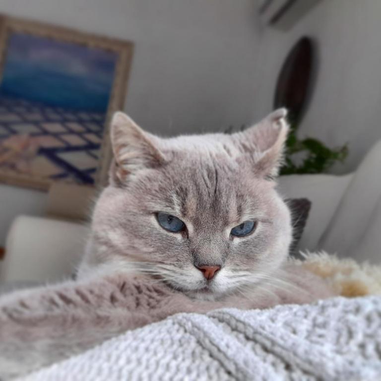a gray cat laying on a bed next to a laptop at Casa Aguar: Acogedora casa de invitados en el bosque in Barrial