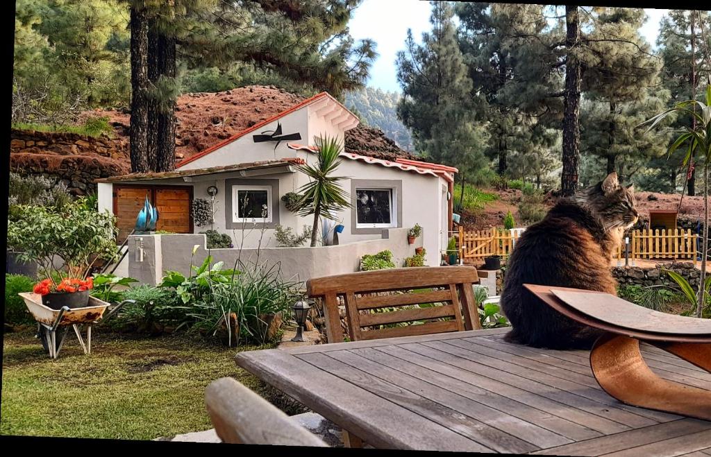 a cat sitting on a table in front of a house at Casa Aguar: Acogedora casa de invitados en el bosque in Barrial