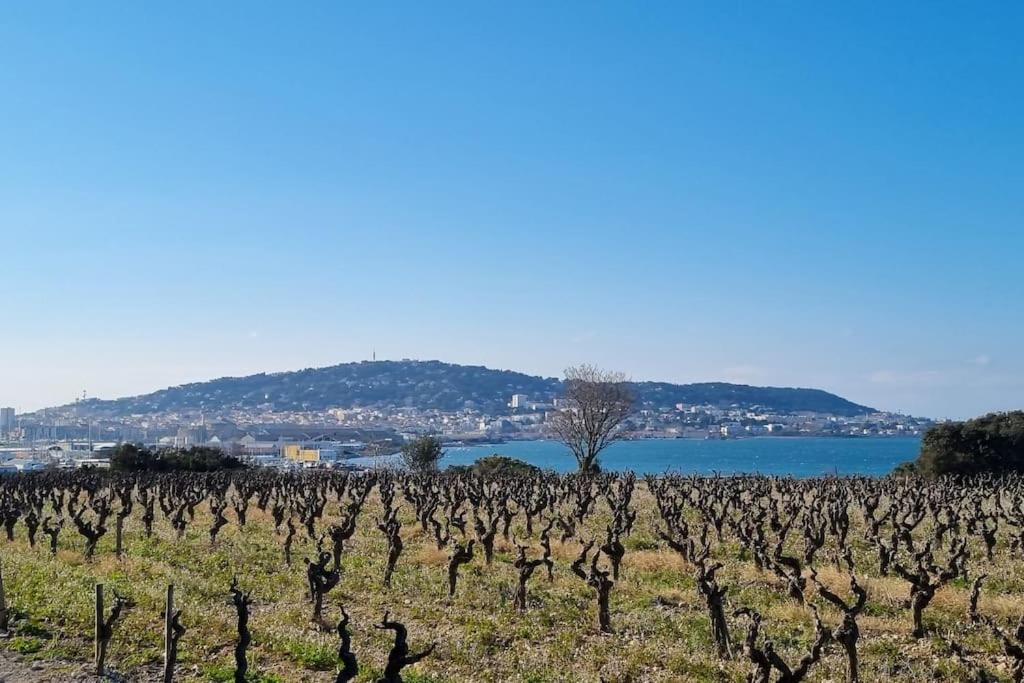 ein Haufen Weinreben auf einem Feld neben dem Wasser in der Unterkunft Maison de campagne vue Étang de Thau ! in Frontignan