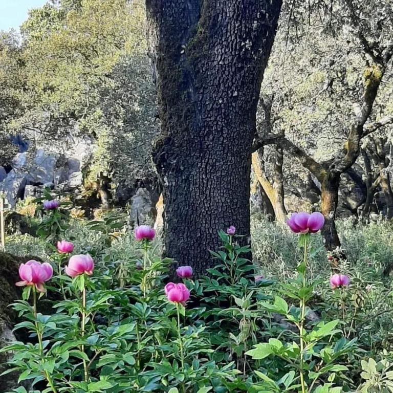 Zahrada ubytování CASA RURAL SIERRAS DE GAUCIN