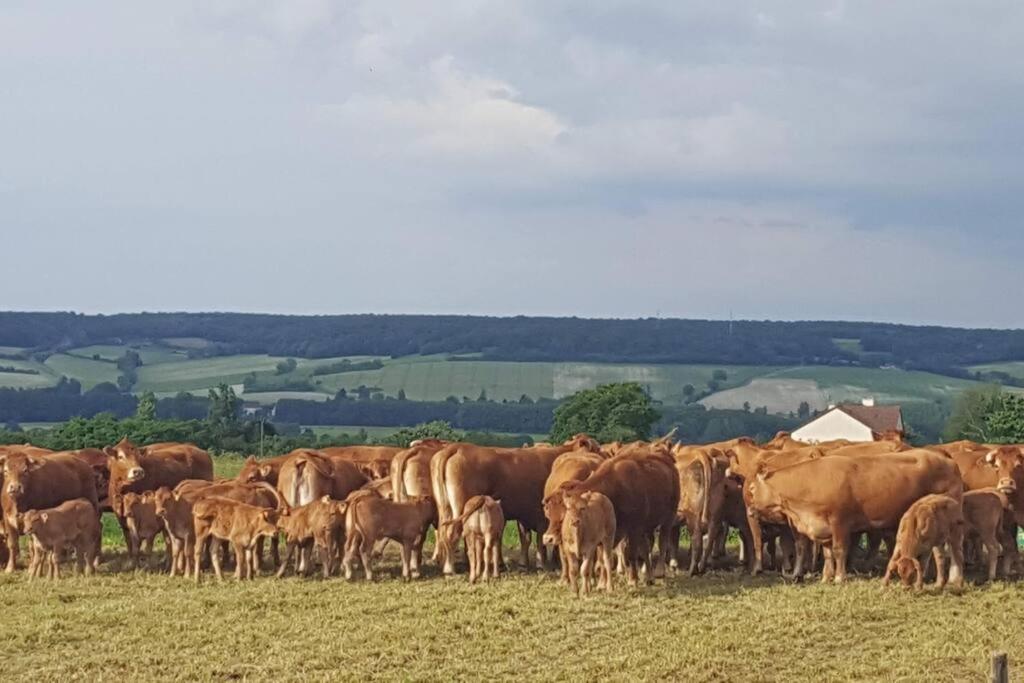 a herd of brown cows standing in a field at La Volière in Champigny-sur-Veude