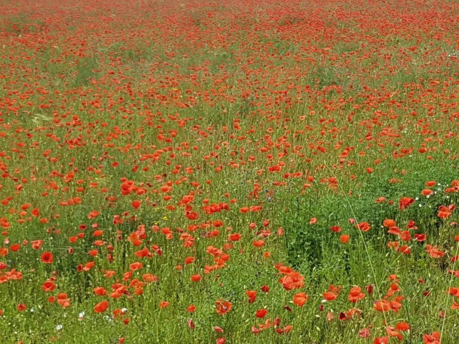 a field of red flowers in a green field at La Volière in Champigny-sur-Veude