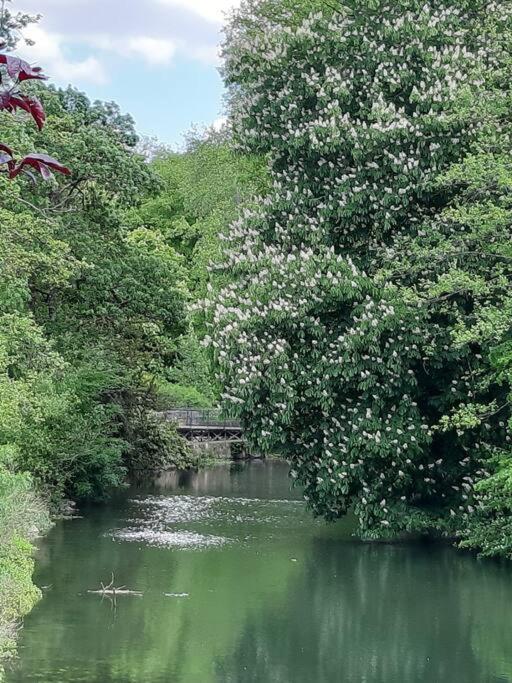 a river with a bridge and a tree with white flowers at La Volière in Champigny-sur-Veude