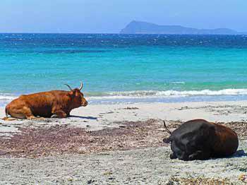 dwie krowy leżące na plaży w pobliżu wody w obiekcie Tanca is Torus w mieście Teulada