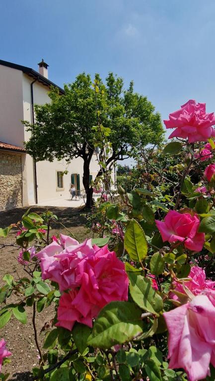 Zahrada ubytování Casa Ossan