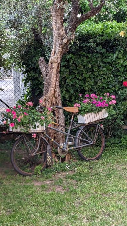 Zahrada ubytování Bed & Breakfast Agli Aceri