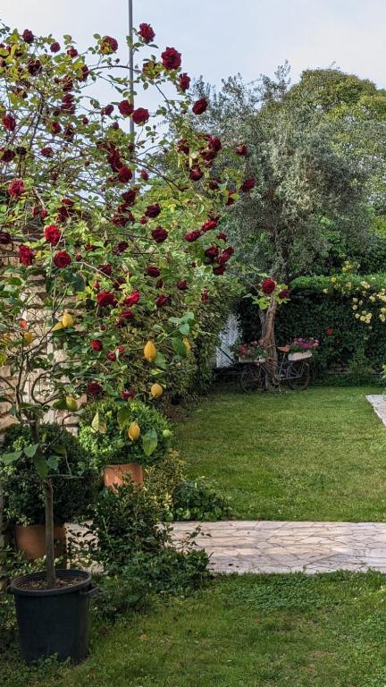 Zahrada ubytování Bed & Breakfast Agli Aceri