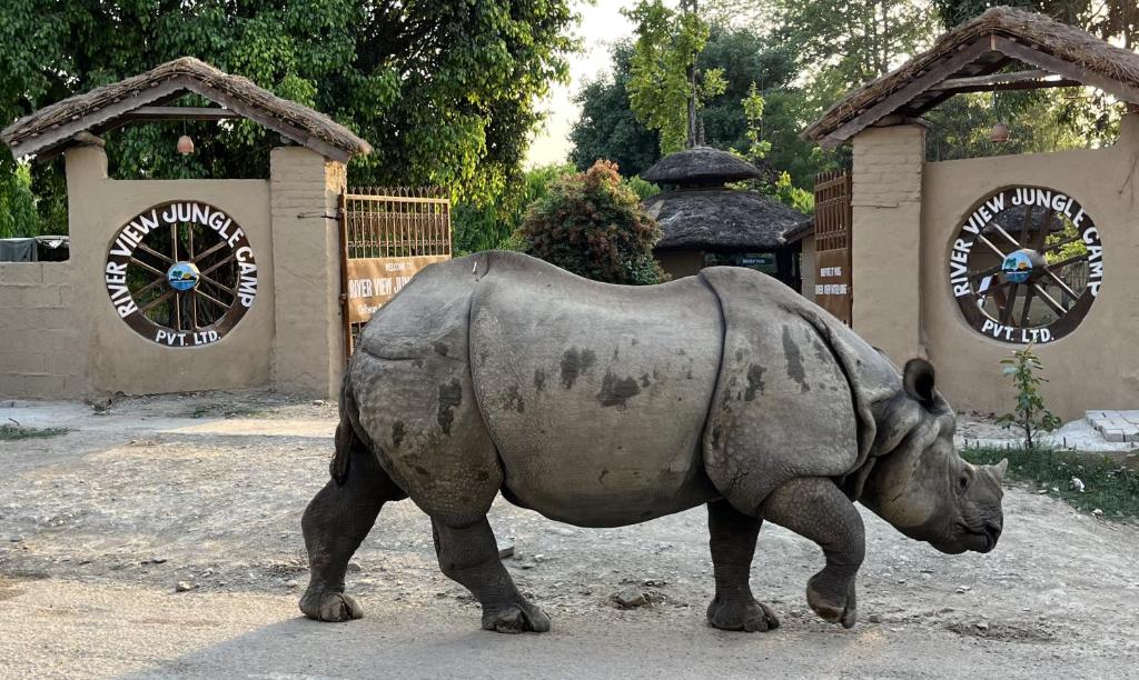 a statue of a rhino walking in front of two clocks at River View Jungle Camp in Sauraha