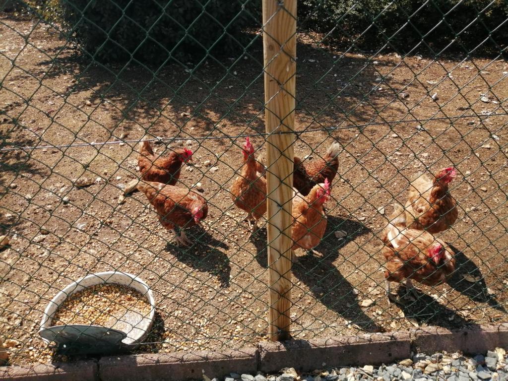 a group of chickens standing behind a fence at Gite Bin Benaise sans linge in Pamproux
