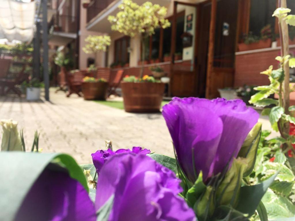 Zahrada ubytování Hotel Ede