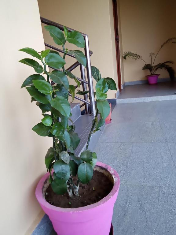 A garden outside Hotel Mirage Sauraha