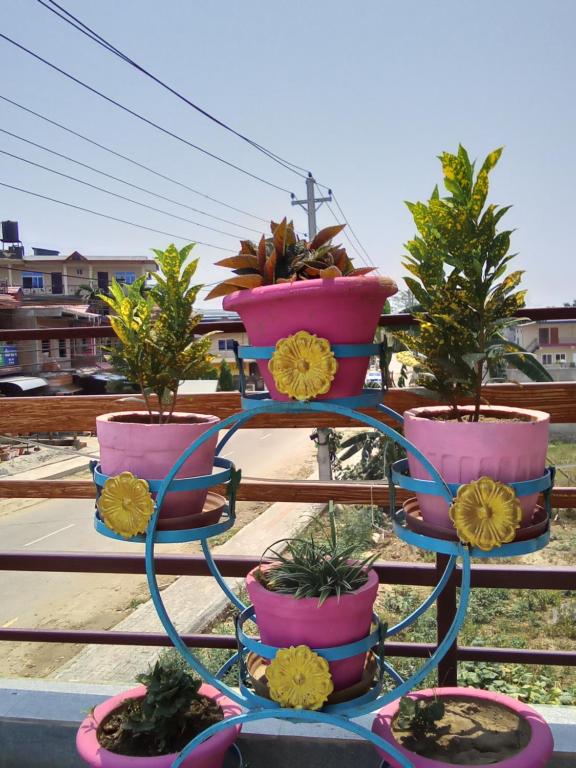 A garden outside Hotel Mirage Sauraha