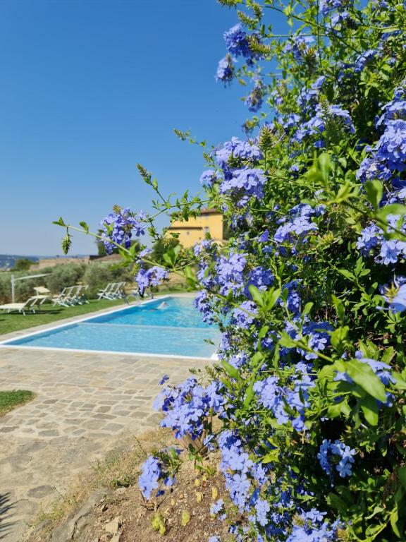 Fattoria di Maiano في فيسولي: حوش مع الزهور الأرجوانية بجوار حمام السباحة