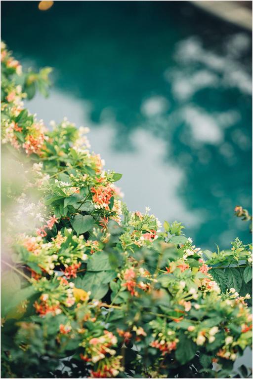 a bush with lots of flowers on it at Trang An Ecolodge in Ninh Binh