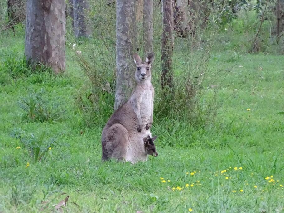 um canguru e o seu bebé num campo de relva em Bronte Lodge, Wine Country Stay Hunter Valley with Games Room, Close to Town em Greta Main