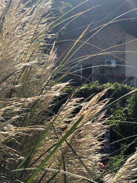 a field of tall grass in front of a building at Skadar Lake Apartment -Karolina in Vranjina