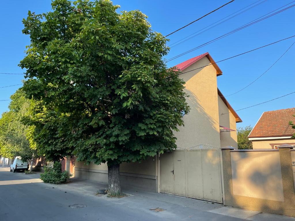 a tree on the side of a building next to a house at Centrum in Berehove