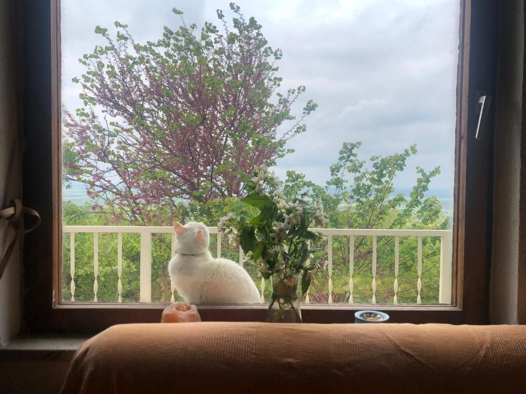 un gatto seduto su un davanzale con un vaso di Goldberg - Apartman Lana a Popovac