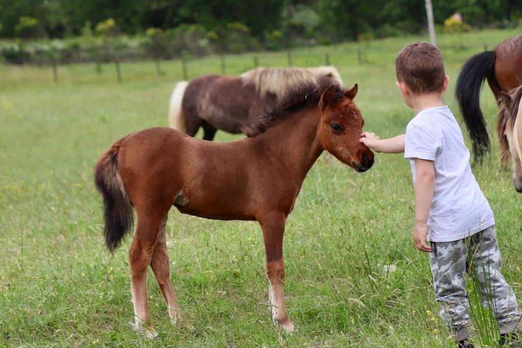 Młody chłopiec głaskający brązowego konia na polu w obiekcie Logement atypique - Chevaux Miniatures Rhéa Horses w mieście Bargemon
