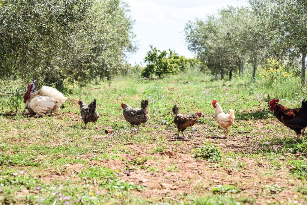 Zwierzęta w gospodarstwie agroturystycznym lub w pobliżu
